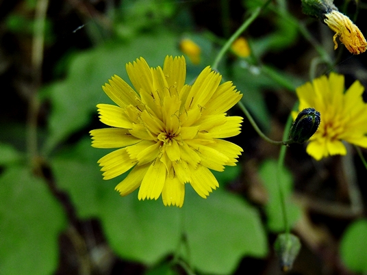 {Hieracium venosum}